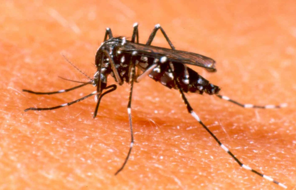 La Dengue: informazioni pratiche