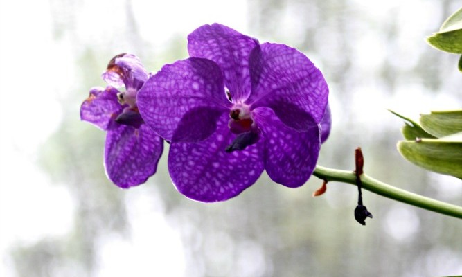La “Fattoria delle Orchidee” di Pattaya