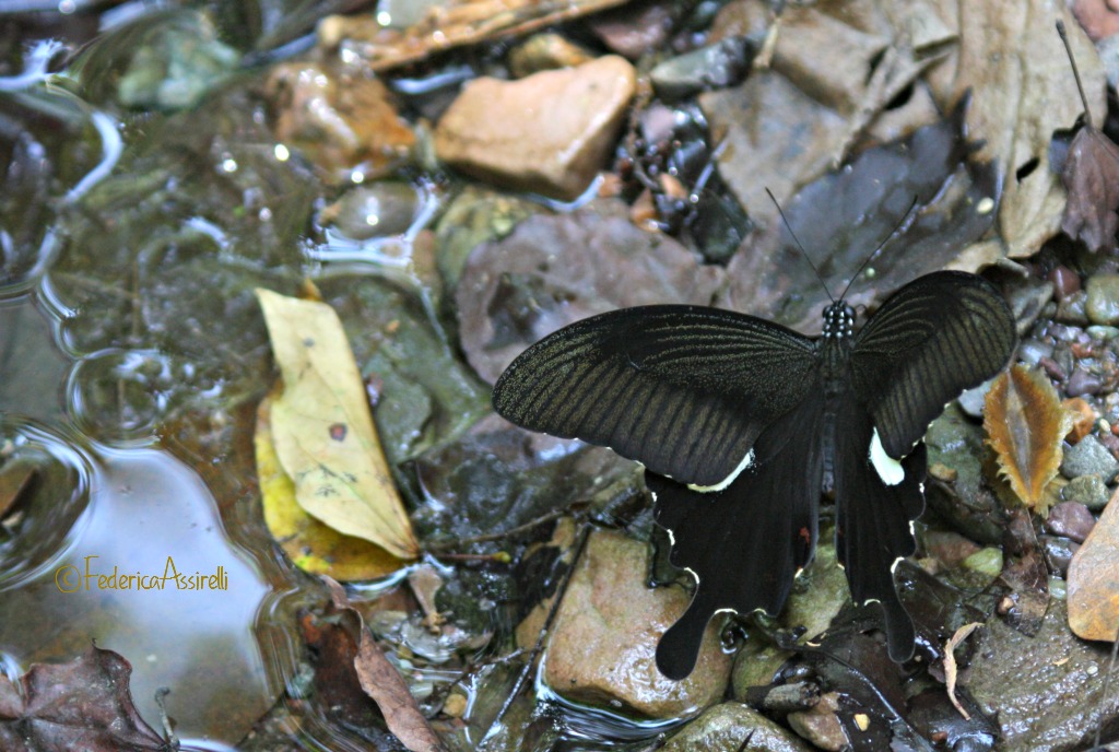 Black Butterfly at Ram Kham Haeng National Park