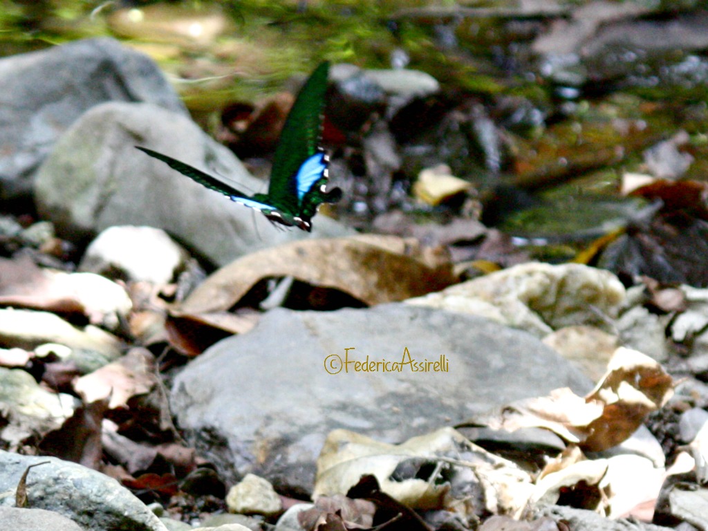 Farfalle al Ram Kham Haeng National Park