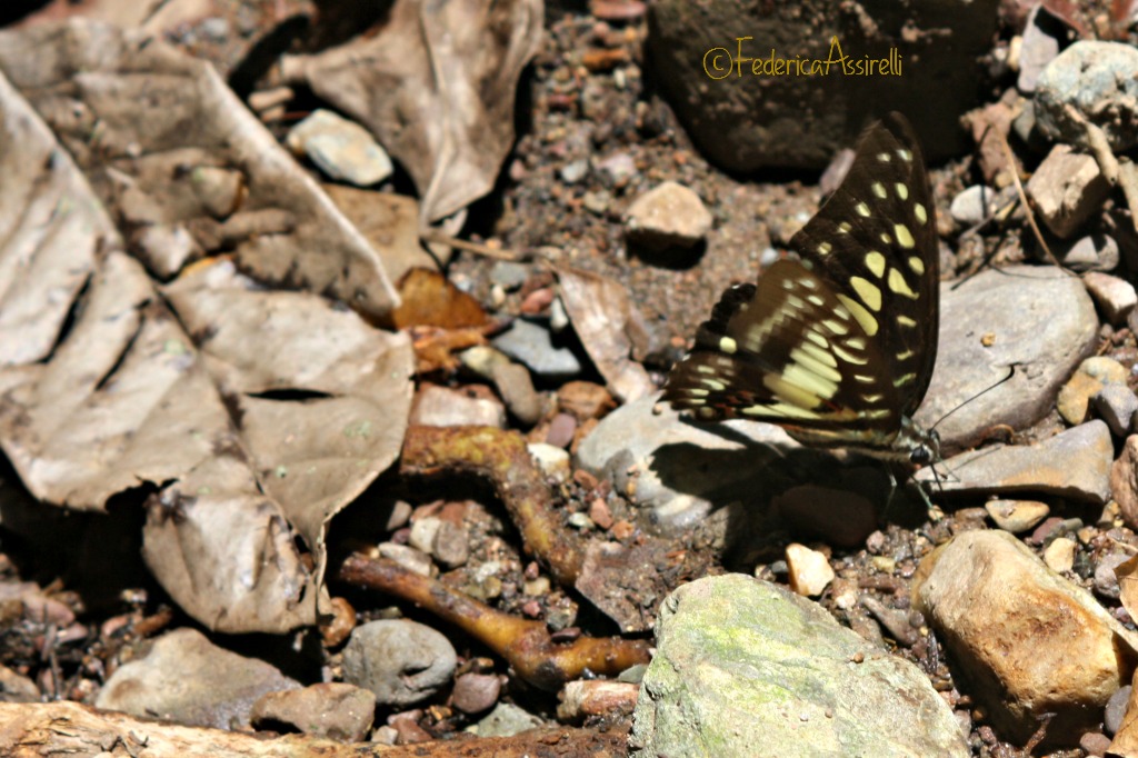 Foglie e farfalle