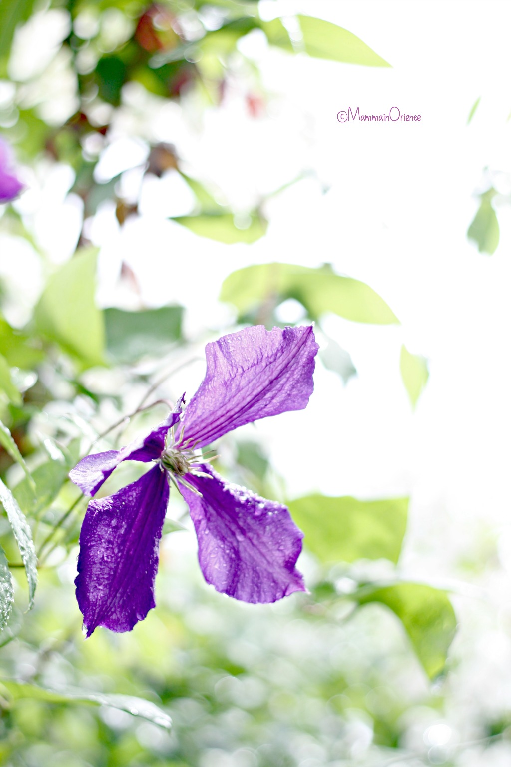 Clematis e gocce di pioggia, giardino di giugno